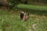 CAIRN TERRIER 429